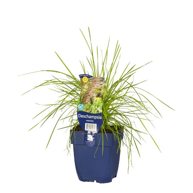 Image de Deschampsia cespitosa - pot de 11 cm.