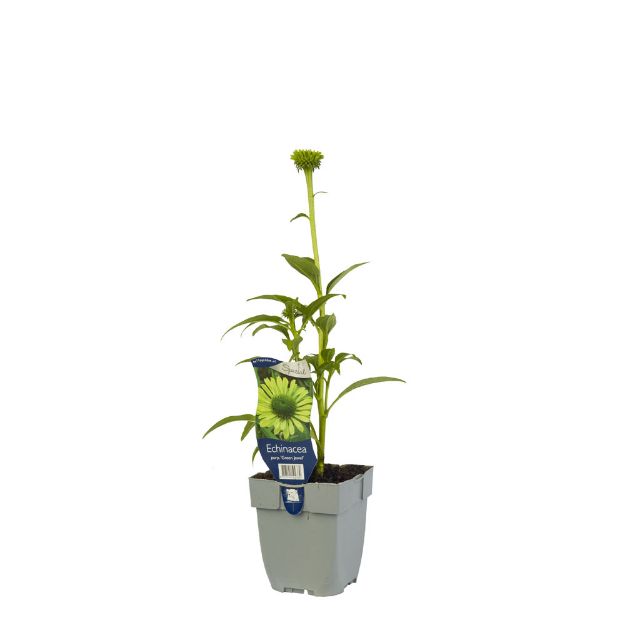 Image de Echinacea purp. 'Green Jewel' - pot de 11 cm.