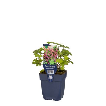 Agrandir l'image de Geranium macr. 'Olympic Fire' - pot de 11 cm. Image de Geranium macr. 'Olympic Fire' - pot de 11 cm.