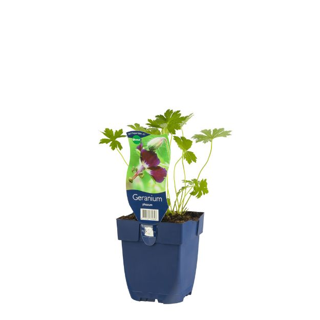 Image de Geranium phaeum - pot de 11 cm.