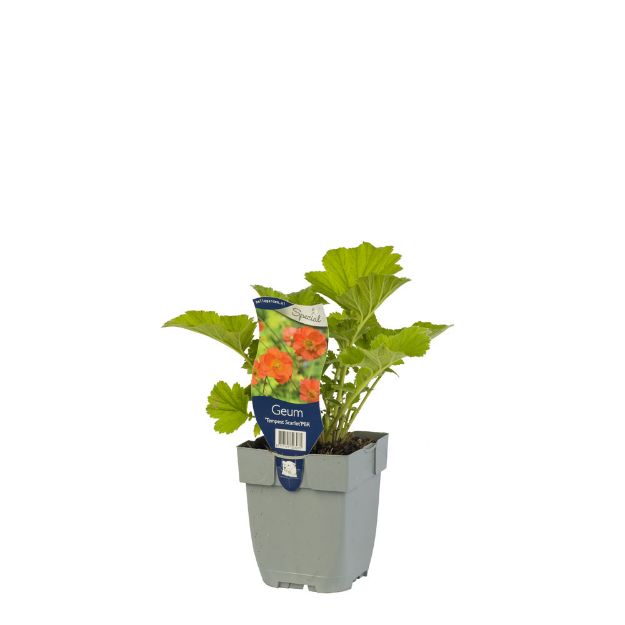 Image de Geum 'Tempest Scarlet' - pot de 11 cm.