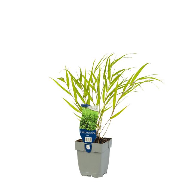 Image de Hakonechloa macra - pot de 11 cm.