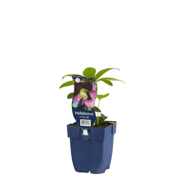 Image de Helleborus or. 'Red Lady' - pot de 11 cm.