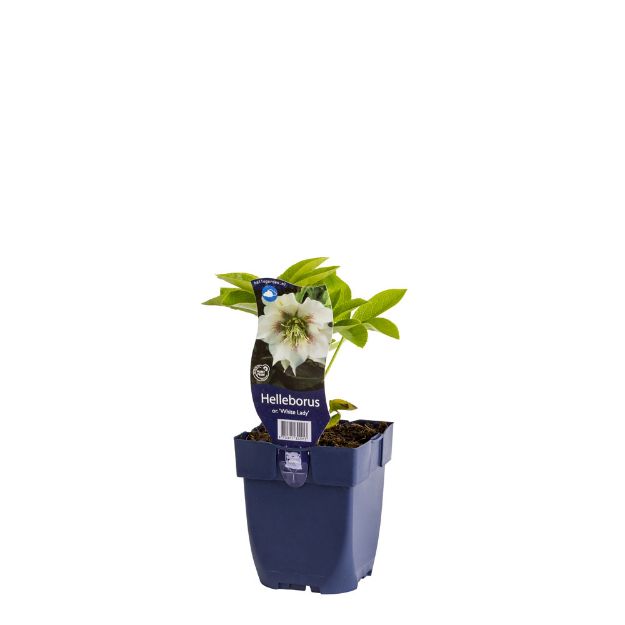 Image de Helleborus or. 'White Lady' - pot de 11 cm.