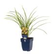 Image de Hemerocallis 'Mini Pearl' - pot de 11 cm.