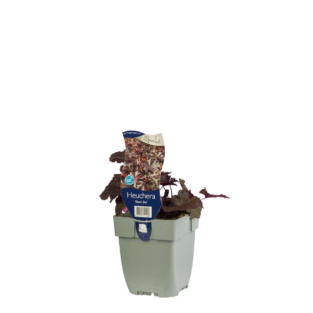 Image de Heuchera 'Black Sea' - pot de 11 cm.