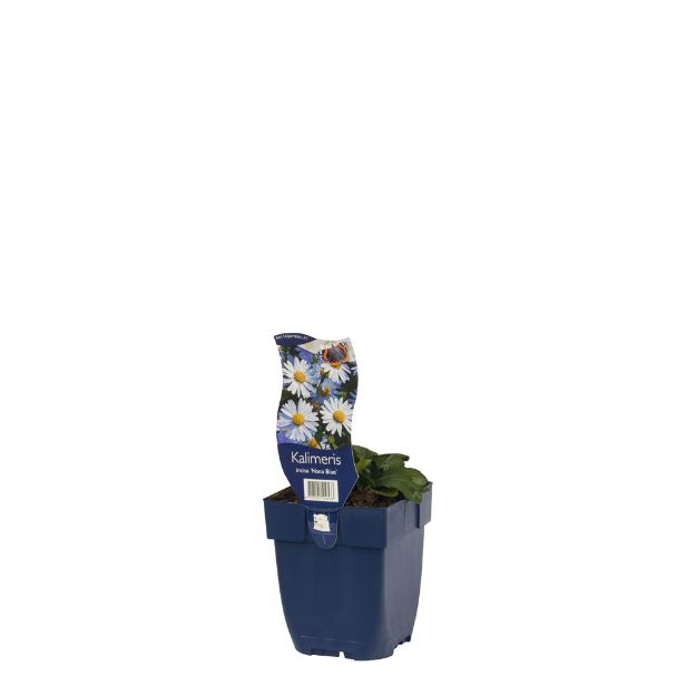 Image de Kalimeris incisa 'Nana Blue' - pot de 11 cm.