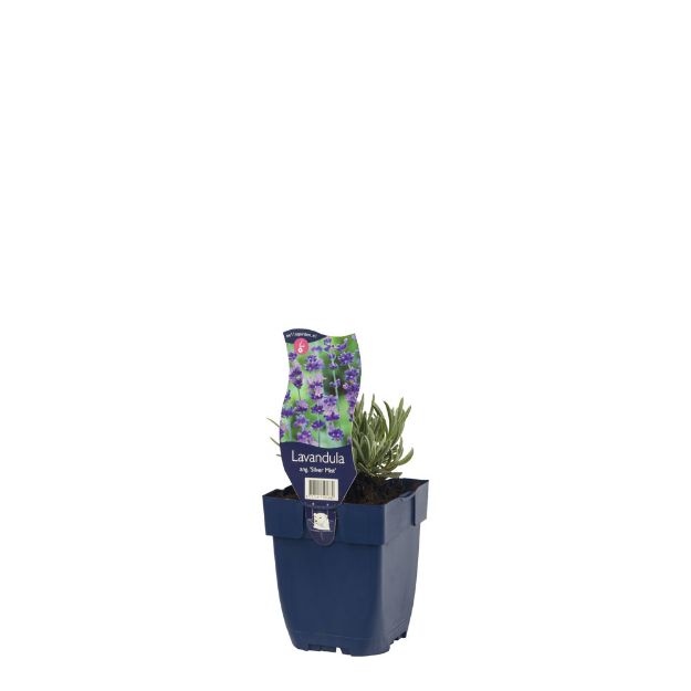 Image de Lavandula ang. 'Silver Mist' - pot de 11 cm.