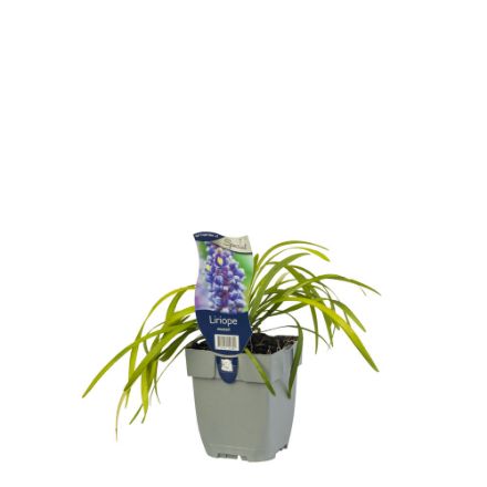 Agrandir l'image de Liriope muscari - pot de 11 cm. Image de Liriope muscari - pot de 11 cm.