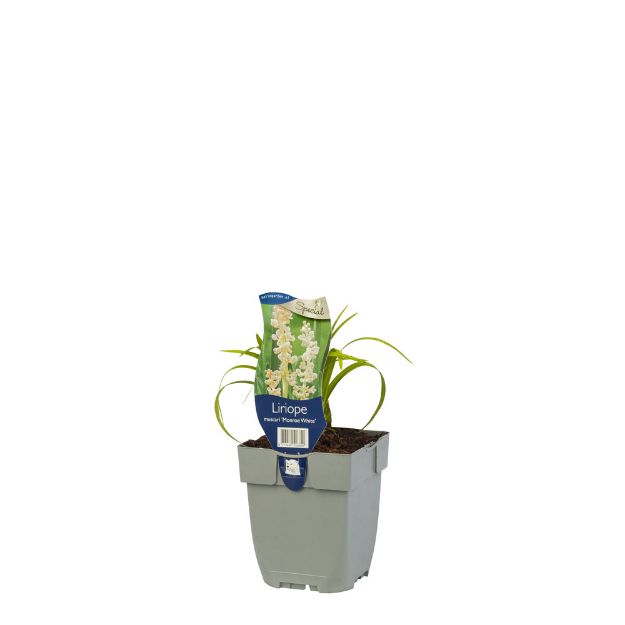 Image de Liriope muscari 'Monroe White' - pot de 11 cm.