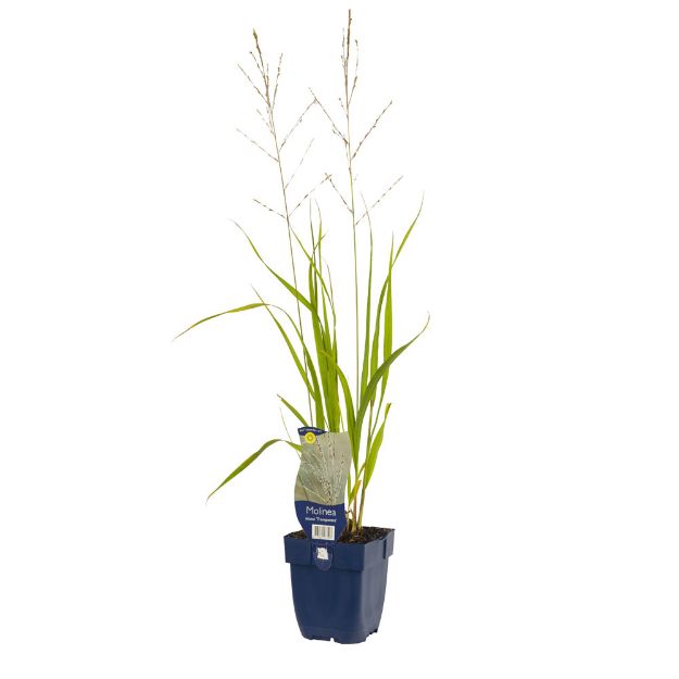 Image de Molinia arund. 'Transparent' - pot de 11 cm.