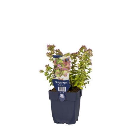 Agrandir l'image de Origanum 'Dingle Fairy' - pot de 11 cm. Image de Origanum 'Dingle Fairy' - pot de 11 cm.