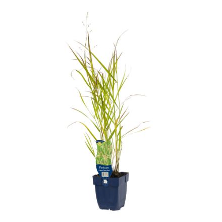 Agrandir l'image de Panicum virg. 'Heavy Metal' - pot de 11 cm. Image de Panicum virg. 'Heavy Metal' - pot de 11 cm.
