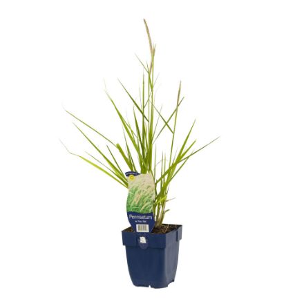 Agrandir l'image de Pennisetum or. 'Fairy Tales' - pot de 11 cm. Image de Pennisetum or. 'Fairy Tales' - pot de 11 cm.