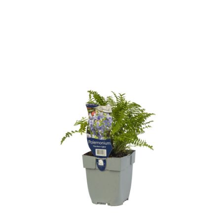 Agrandir l'image de Polemonium 'Northern Lights' - pot de 11 cm. Image de Polemonium 'Northern Lights' - pot de 11 cm.