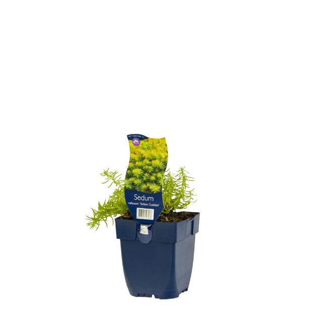 Image de Sedum refl. 'Yellow Cushion' - pot de 11 cm.