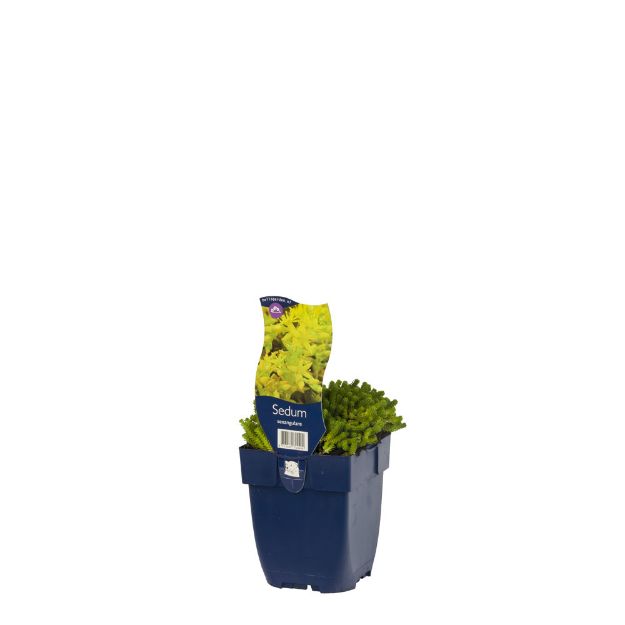 Image de Sedum sexangulare - pot de 11 cm.