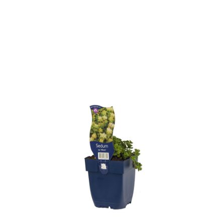 Agrandir l'image de Sedum spur. 'Album' - pot de 11 cm. Image de Sedum spur. 'Album' - pot de 11 cm.