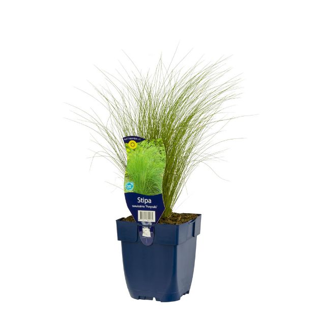 Image de Stipa tenuissima 'Ponytails' - pot de 11 cm.