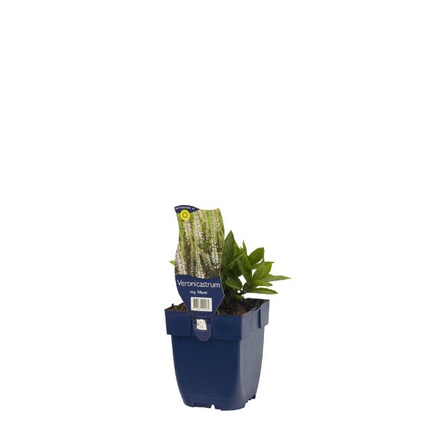 Image de Veronicastrum virg. 'Album' - pot de 11 cm.