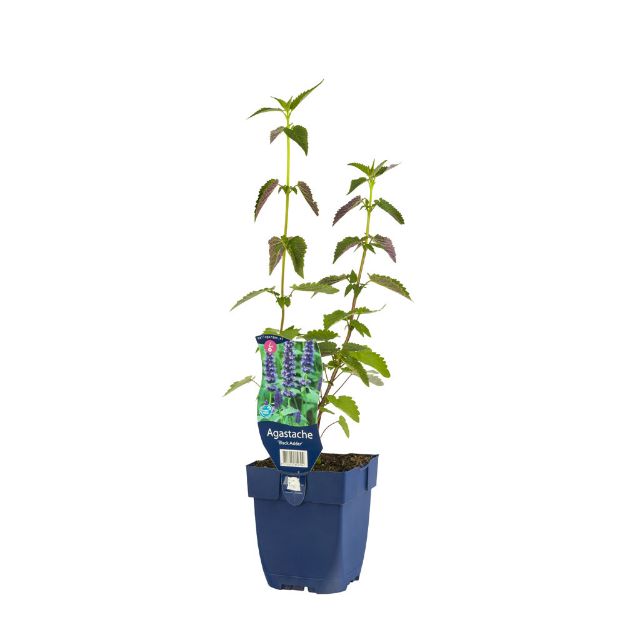 Image de Agastache 'Black Adder' - pot de 11 cm.