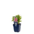 Image de Lythrum sal. 'Robin' - pot de 11 cm.