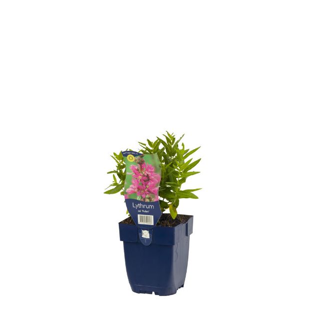 Image de Lythrum sal. 'Robin' - pot de 11 cm.