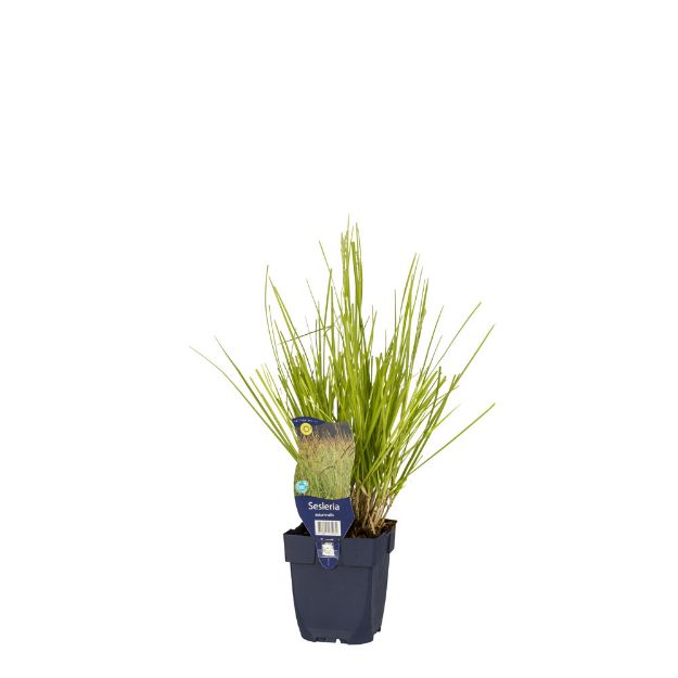 Image de Sesleria autumnalis - pot de 11 cm.