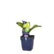 Image de Erythronium 'Pagoda' - pot de 11 cm.