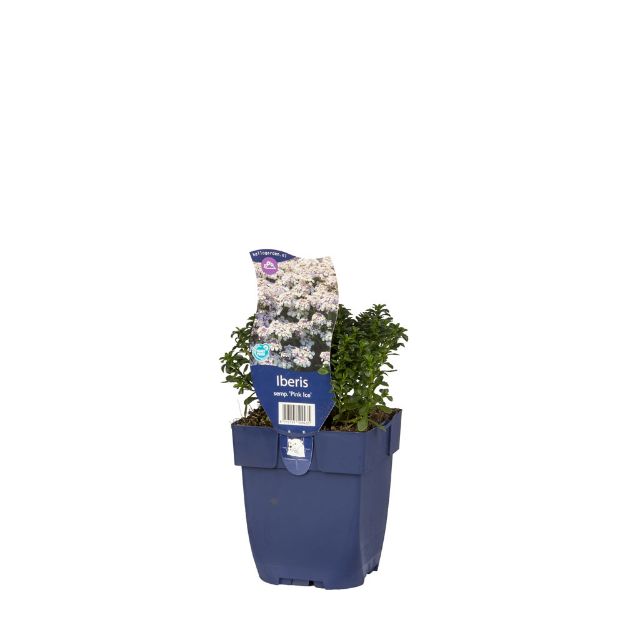 Image de Iberis semp. 'Pink Ice' - pot de 11 cm.