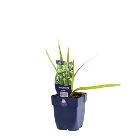 Agrandir l'image de Leucojum aestivum - pot de 11 cm. Image de Leucojum aestivum - pot de 11 cm.