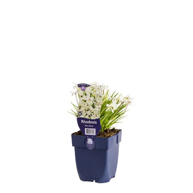 Image de Rhodoxis 'Fairy Snow' - pot de 11 cm.