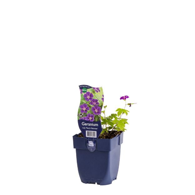 Image de Geranium nod. 'Tony's Talisman' - pot de 11 cm.