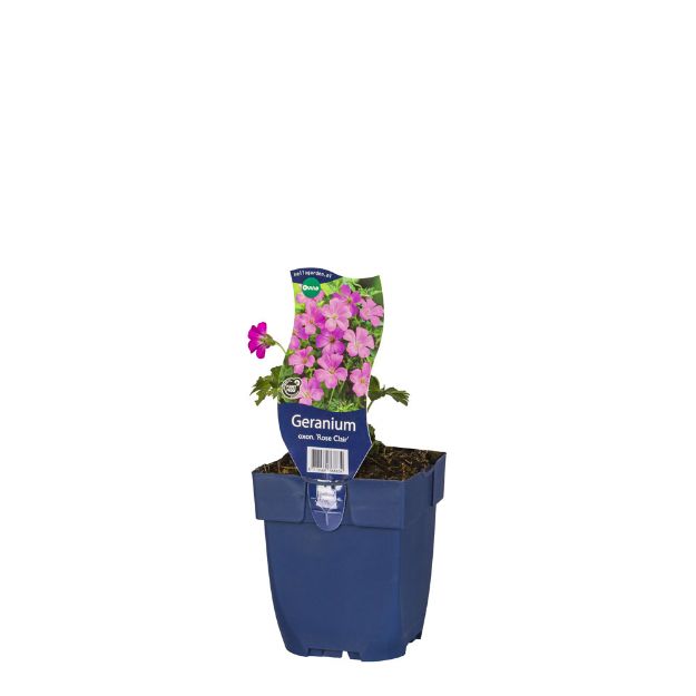 Image de Geranium oxon. 'Rose Clair' - pot de 11 cm.