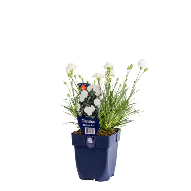 Image de Dianthus (PL) 'Arctic Star' - pot de 11 cm.