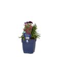 Image de Dianthus Sunflor Paseo - pot de 11 cm.