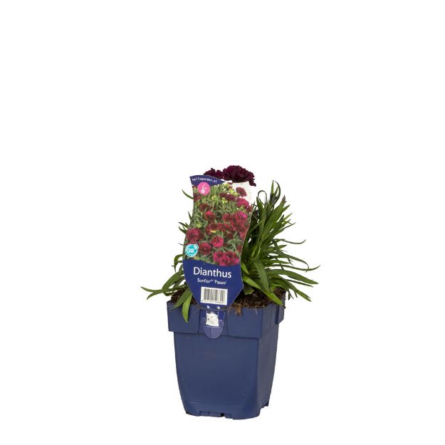 Image de Dianthus Sunflor Paseo - pot de 11 cm.