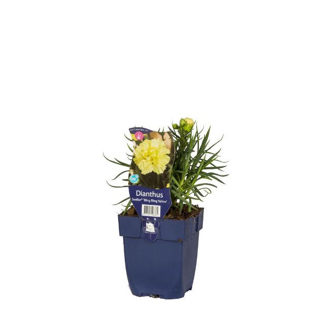 Image de Dianthus Sunflor Yellow Bling Bling - pot de 11 cm.