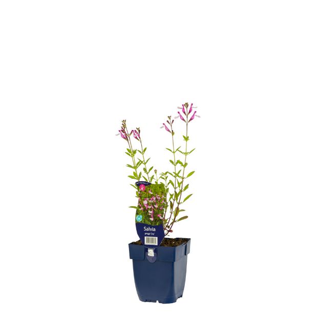 Image de Salvia greggii 'Joy' - pot de 11 cm.