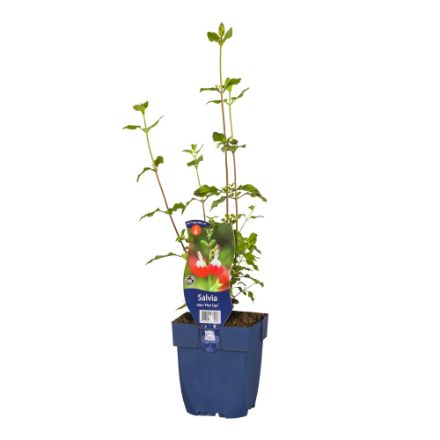 Agrandir l'image de Salvia micr. 'Hot Lips' - pot de 11 cm. Image de Salvia micr. 'Hot Lips' - pot de 11 cm.
