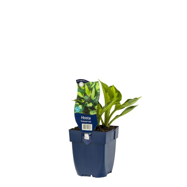 Image de Hosta 'Colored Hulk' - pot de 11 cm.