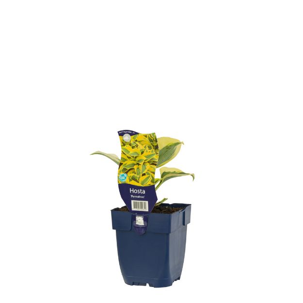 Image de Hosta 'Permafrost' - pot de 11 cm.