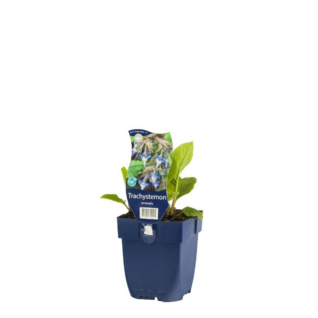 Image de Trachystemon orientalis - pot de 11 cm.