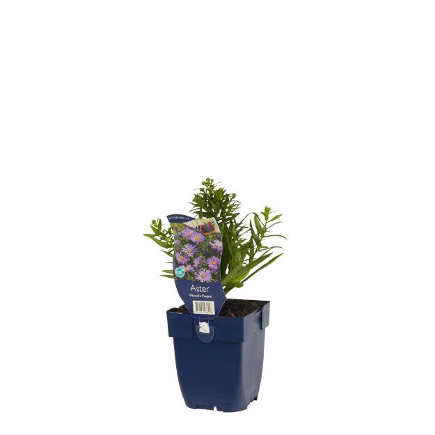 Image de Aster 'Wood's Purple' - pot de 11 cm.