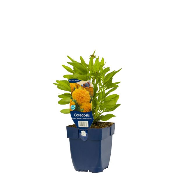 Image de Coreopsis grand. Solanna Golden Sphere - pot de 11 cm.