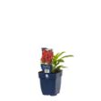 Image de Dianthus barb. 'Barbarini Red' - pot de 11 cm.