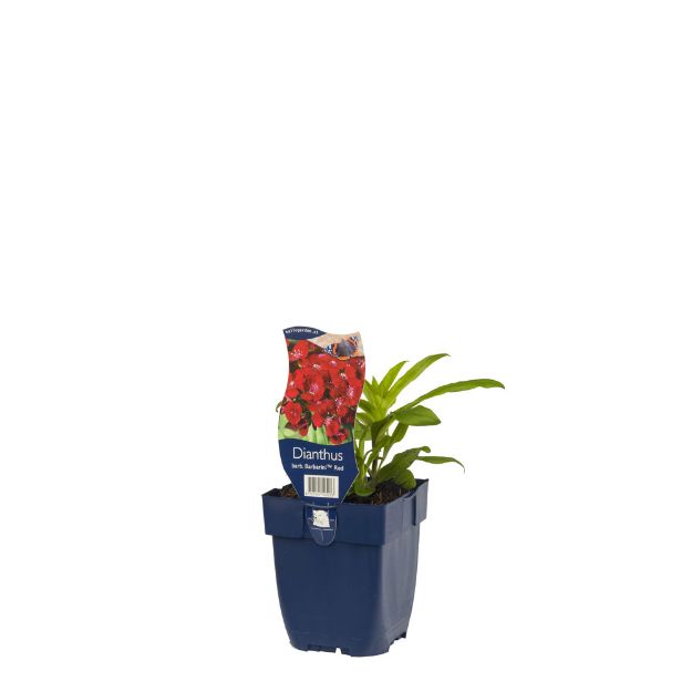 Image de Dianthus barb. 'Barbarini Red' - pot de 11 cm.