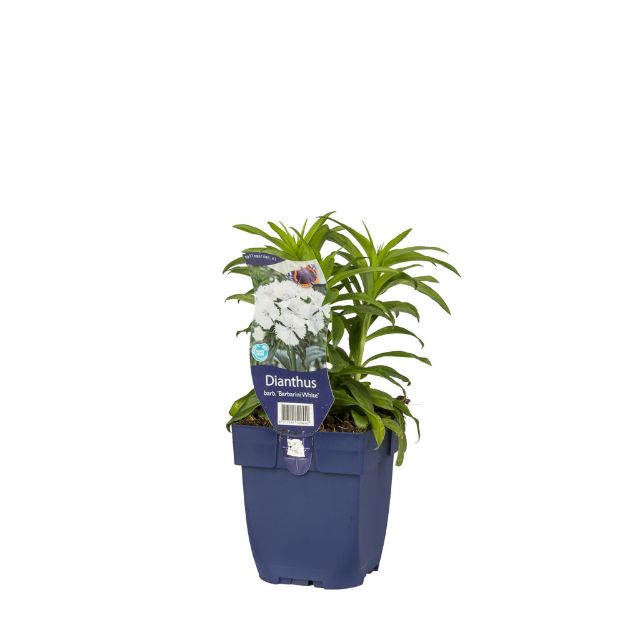 Image de Dianthus barb. 'Barbarini White' - pot de 11 cm.