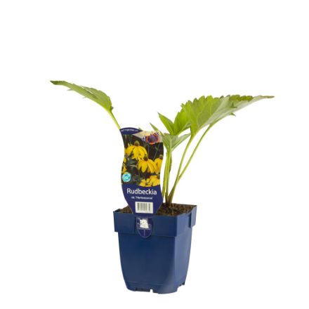 Agrandir l'image de Rudbeckia nitida 'Herbstsonne' - pot de 11 cm. Image de Rudbeckia nitida 'Herbstsonne' - pot de 11 cm.