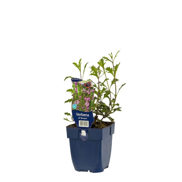 Image de Verbena off. 'Bampton' - pot de 11 cm.